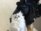 Safkan Si̇lver Bri̇ti̇sh Longhai̇r Yavrumuz
