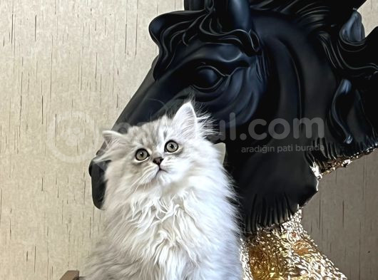 Safkan Si̇lver Bri̇ti̇sh Longhai̇r Yavrumuz görsel