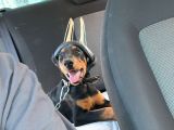 5 Aylık Doberman
