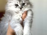 Safkan Bri̇ti̇sh Longhai̇r Si̇lver Yavrum Her İle Gönderi̇m