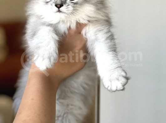 Safkan Bri̇ti̇sh Longhai̇r Si̇lver Yavrum Her İle Gönderi̇m görsel