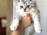 SAFKAN BRİTİSH LONGHAİR SİLVER YAVRUM HER İLE GÖNDERİM