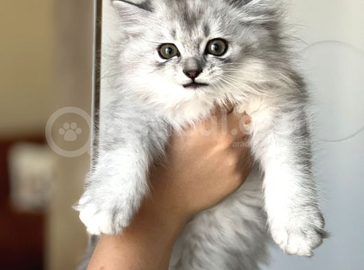 Safkan Bri̇ti̇sh Longhai̇r Si̇lver Yavrum Her İle Gönderi̇m