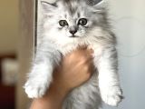 Safkan Bri̇ti̇sh Longhai̇r Si̇lver Yavrum Her İle Gönderi̇m