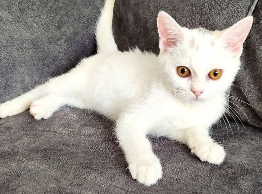 İlk Arayan Alir Kalir Mayin Deri̇m Çok Uygun görsel