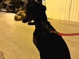 5 Aylık Doberman