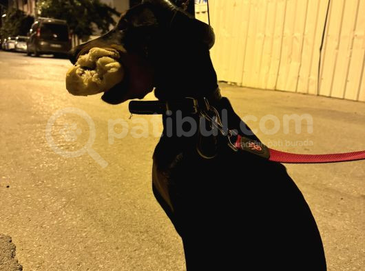 5 Aylık Doberman görsel
