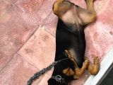5 Aylık Doberman