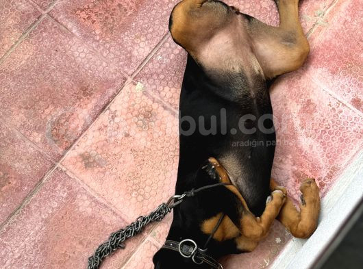 5 Aylık Doberman görsel