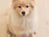 Tilki Surat Pomeranian