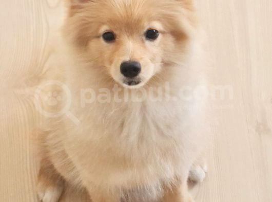 Tilki Surat Pomeranian görsel