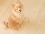 Tilki Surat Pomeranian