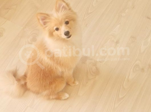 Tilki Surat Pomeranian görsel