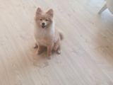 Tilki Surat Pomeranian