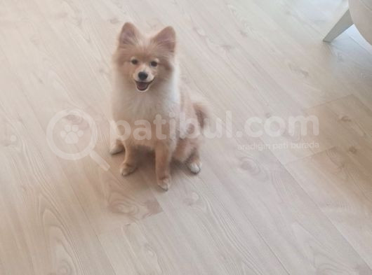 Tilki Surat Pomeranian görsel