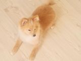 Tilki Surat Pomeranian