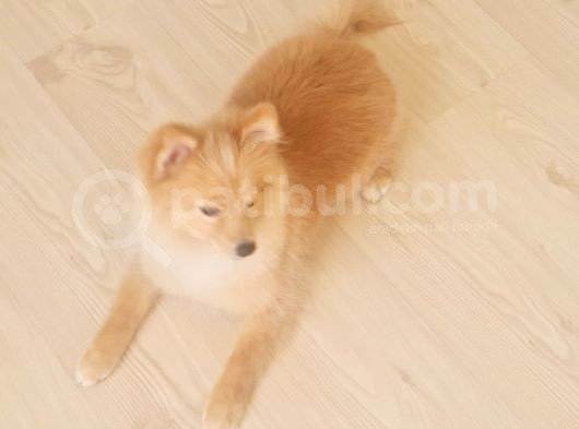 Tilki Surat Pomeranian görsel