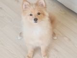 Tilki surat pomeranian