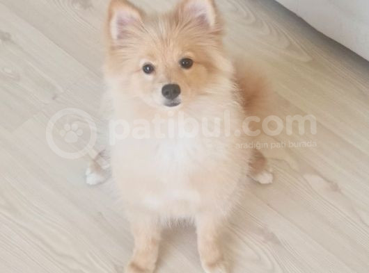 Tilki Surat Pomeranian