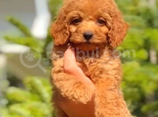 Red Braw Kıpkırmızı Ev Üretimi Tooy Poodle 