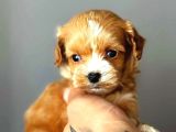 Red Braw Kıpkırmızı Ev Üretimi Tooy Poodle 