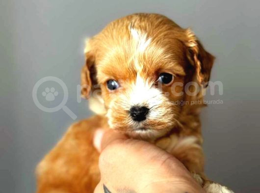 Red Braw Kıpkırmızı Ev Üretimi Tooy Poodle  görsel