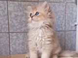 Şecereli̇ Anne Babadan Safkan Cy25 Bri̇ti̇sh Longhai̇r