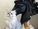 SAFKAN SİLVER BRİTİSH LONGHAİR YAVRUMUZ