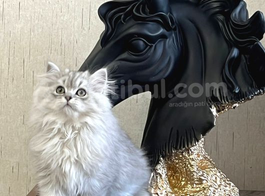 Safkan Si̇lver Bri̇ti̇sh Longhai̇r Yavrumuz