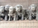 Cane Corso Yavru