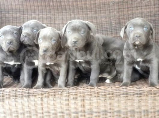 Cane Corso Yavru görsel