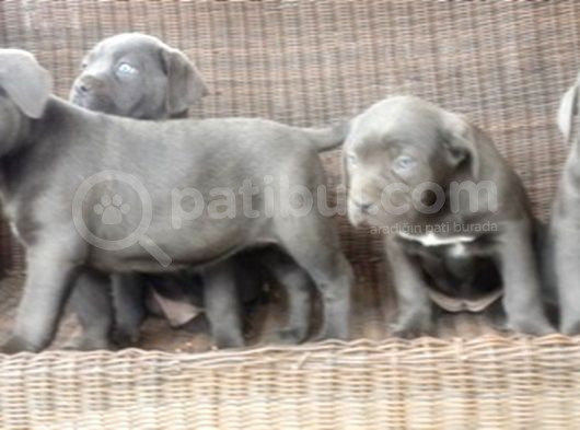 Cane Corso Yavru görsel