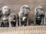 Cane Corso Yavru
