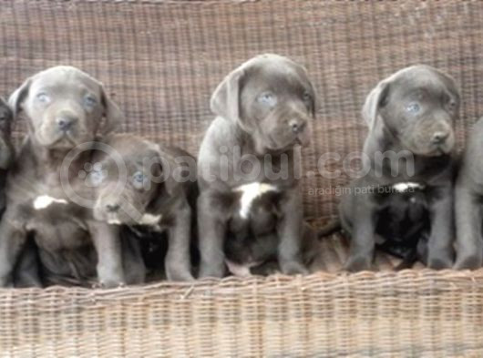 Cane Corso Yavru görsel