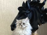 Safkan Si̇lver Bri̇ti̇sh Longhai̇r Yavrumuz