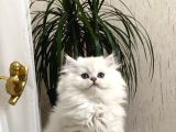 Orji̇nal Bri̇ti̇sh Longhai̇r Bebekler Her İle Gönderi̇m