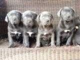 Cane Corso Yavru