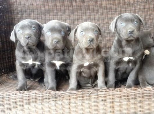 Cane Corso Yavru görsel