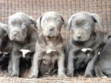 Cane Corso Yavru