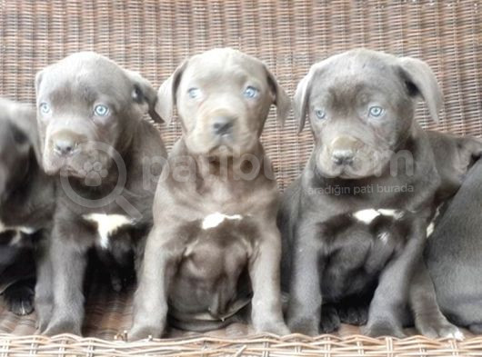Cane Corso Yavru görsel