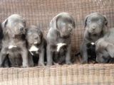 Cane Corso Yavru