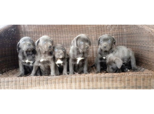 Cane Corso Yavru görsel