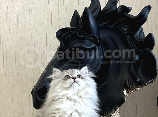 Safkan Si̇lver Bri̇ti̇sh Longhai̇r Yavrumuz görsel