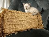 Safkan ve ırk garantili yavrularımız