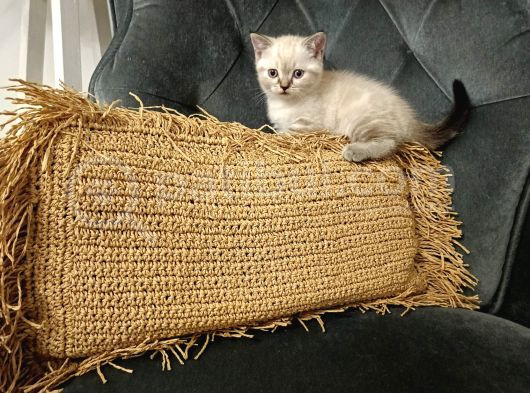 Safkan Ve Irk Garantili Yavrularımız