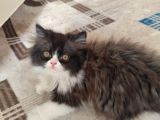 2 Aylık Safkan İran Yavrularim Yeni Yuvalarini Ariyor