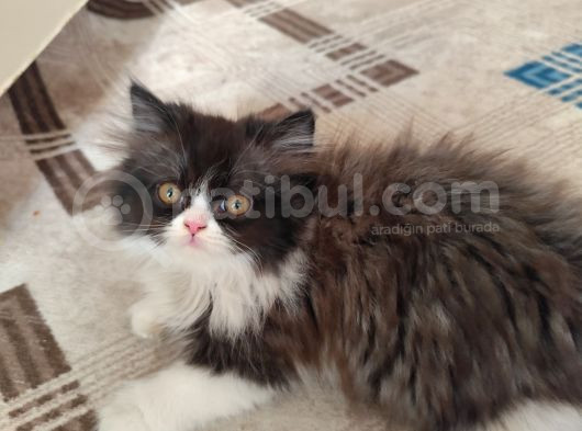 2 Aylık Safkan İran Yavrularim Yeni Yuvalarini Ariyor görsel