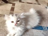 2 Aylık Safkan İran Yavrularim Yeni Yuvalarini Ariyor