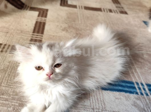 2 Aylık Safkan İran Yavrularim Yeni Yuvalarini Ariyor görsel