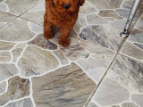 3 Aylık Dişi Toy Poodle